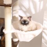 Многофункционална котешка катерушка - HEY BROTHER MPJ120-MSR - Image 3